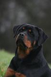 ROTTWEILER 642